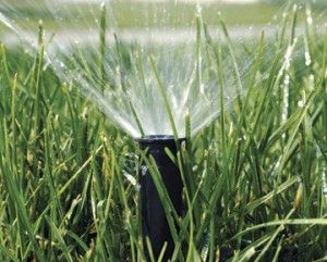 A sprinkler watering grass.