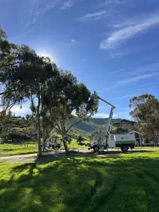Keeping Catalina Island Beautiful: Stay Green’s Tree Care Project