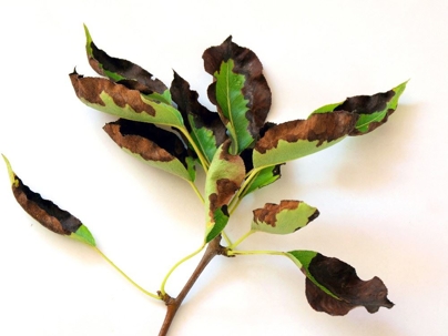 Wilting and discolored leaves from a tree.