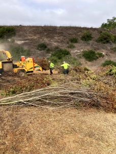 brush clearance