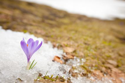 A flower growing from snow covered ground.
