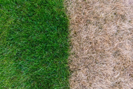 Drought Damaged Grass