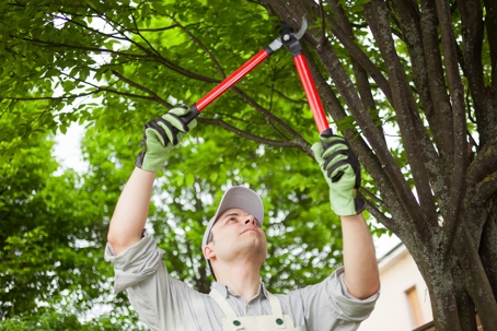 man trimming tree by hand