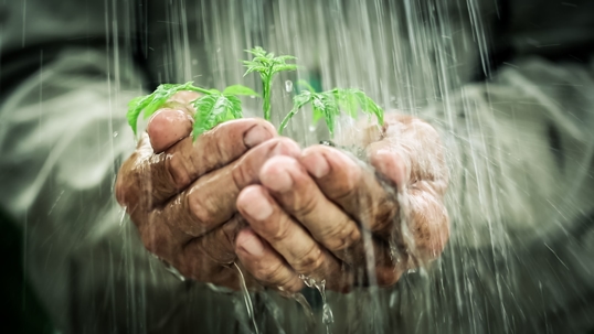 two hands holding a plant with water pouring over them