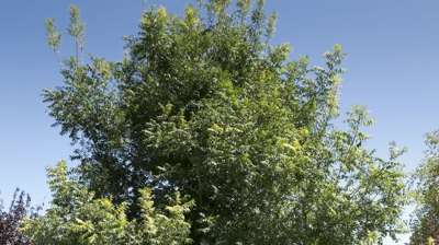 Brock Villas Owners Association Exterior Residential Landscape Photo