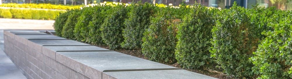 Costa Mesa Commercial Landscaping