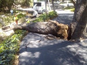 Fallen tree limb