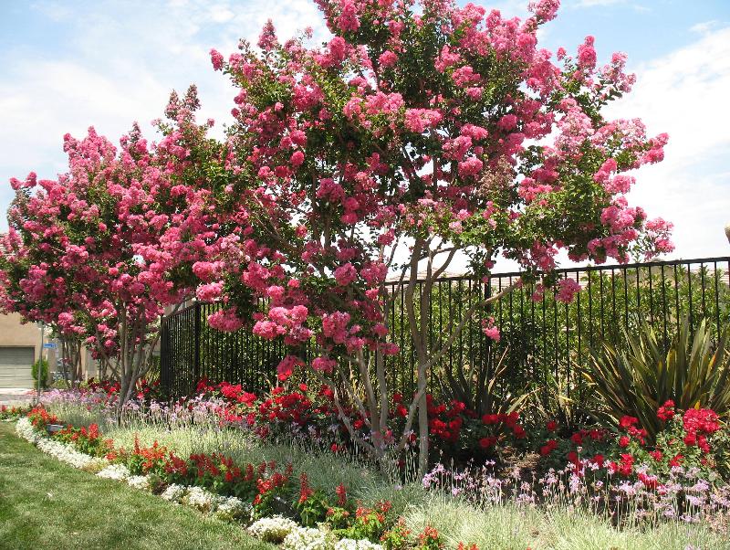 Tree with pink leaves and flowers below