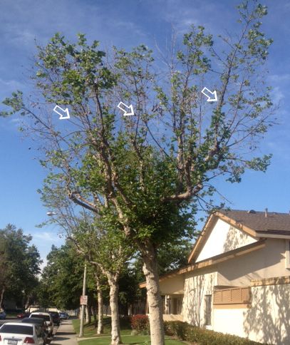 Arrows pointing out signs of disease on a tree