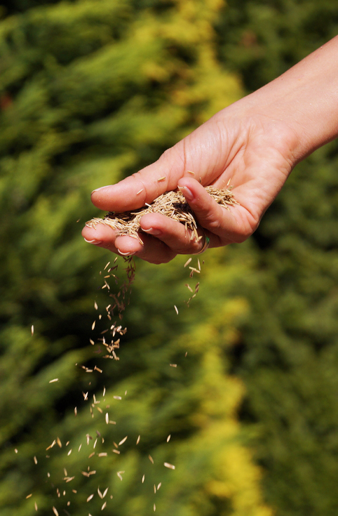 Fall Turf Renovation: Keep Your Property Green Through Winter