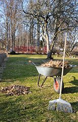 Leaves collected in a wheel barrow