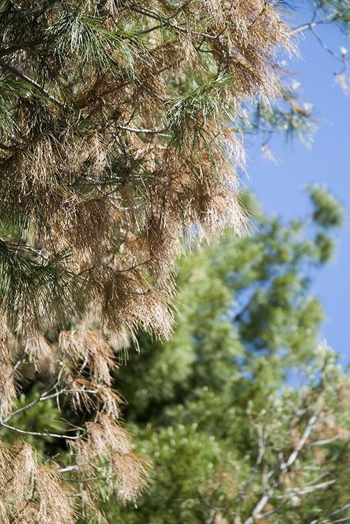 Dead pine needles 