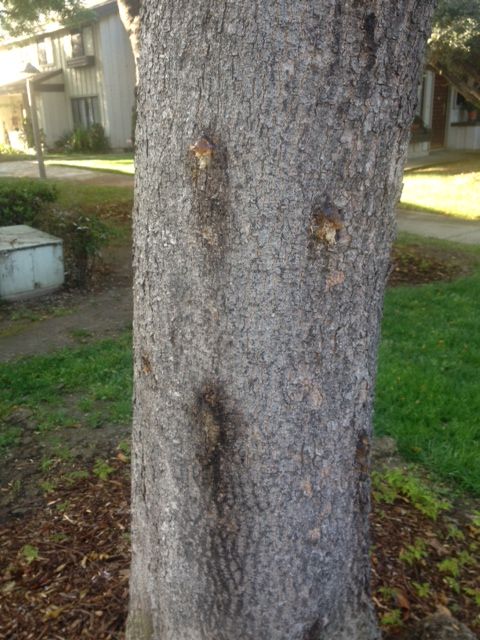 signs of disease on a tree