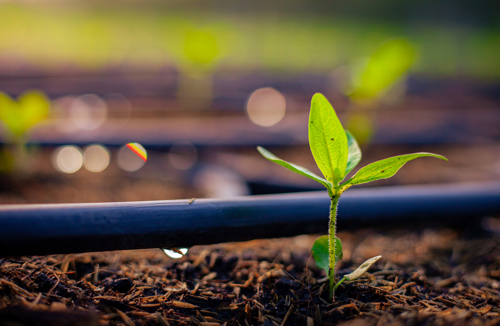 Smarter Irrigation, Stronger Landscapes