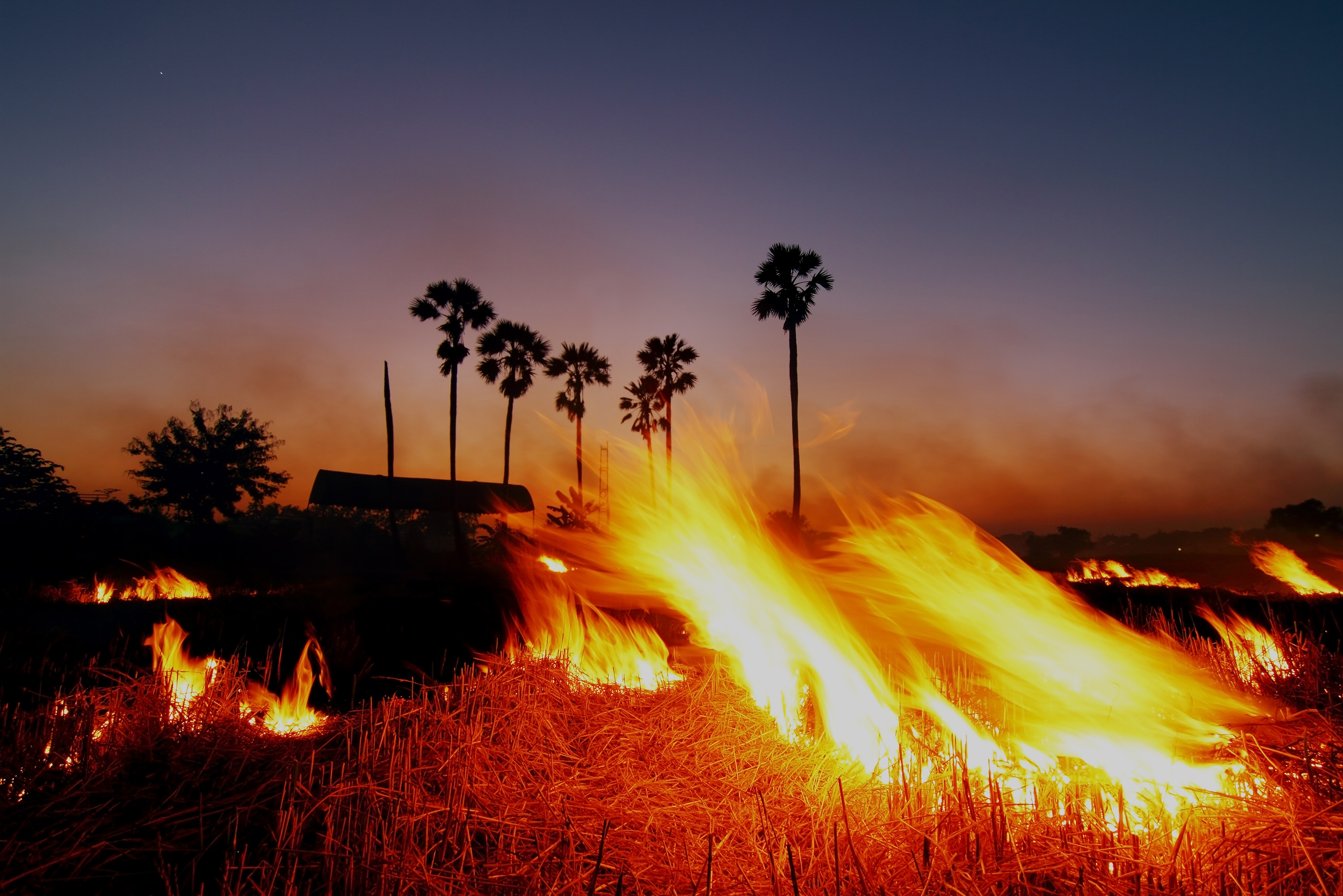 Wildfire