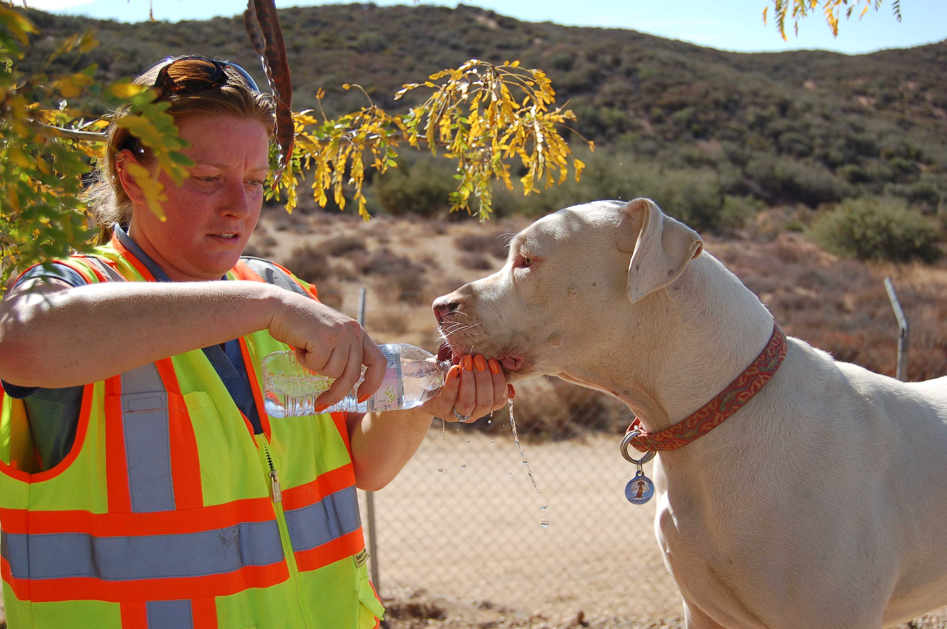 Buck gets water from a volunteer
