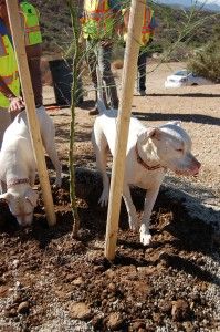 Two dogs near a freshly planted tree