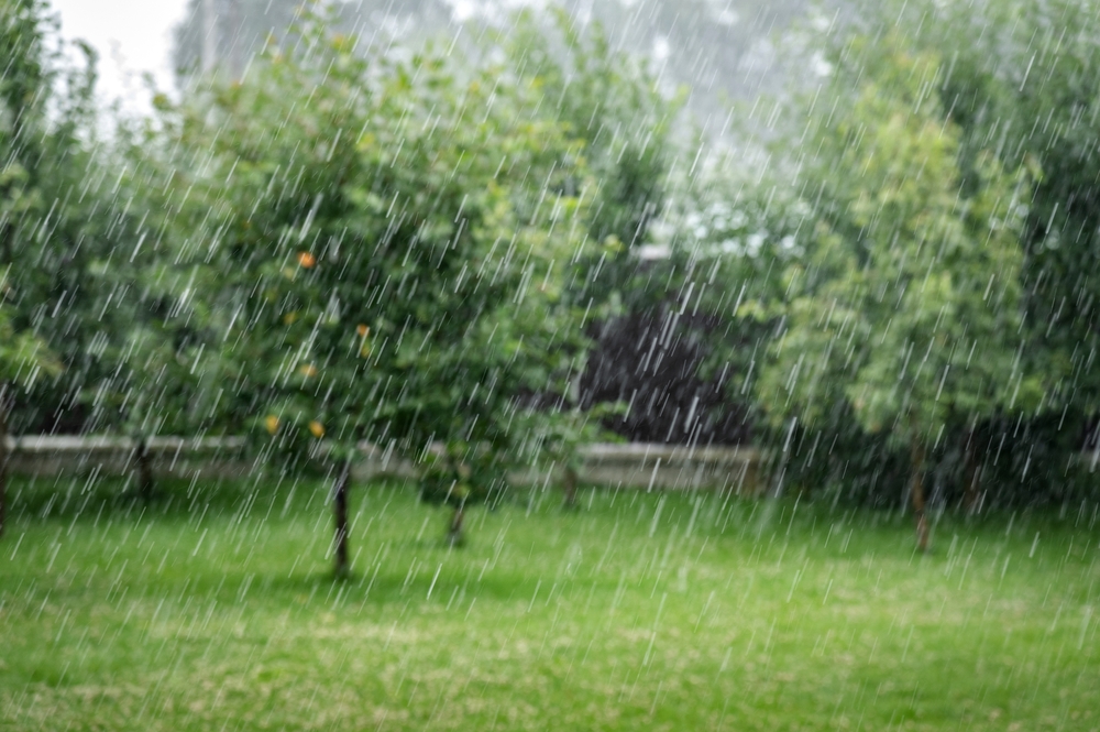 Rainy Landscape
