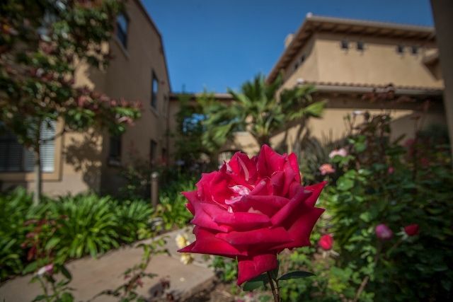 Red rose in residential landscaping