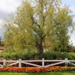 Large tree behind a white fence