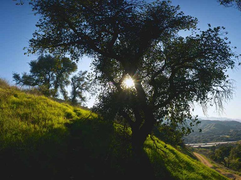 Oak tree on a hillside