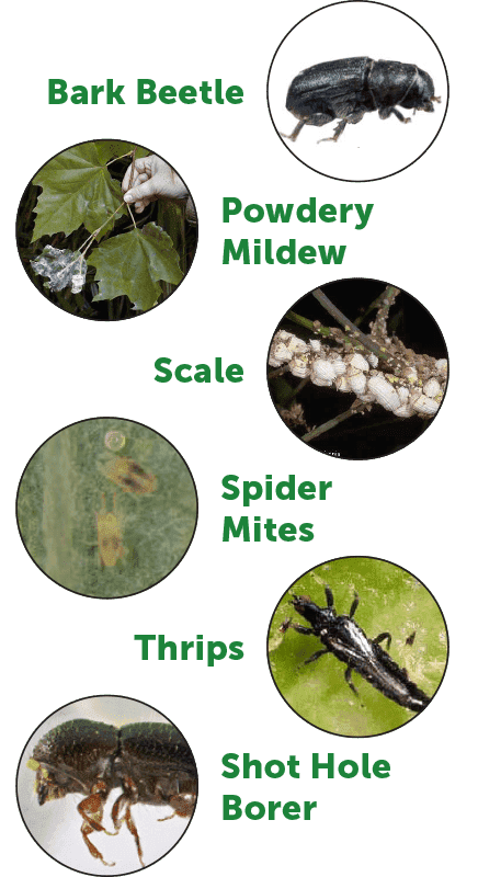 Different kinds of pests