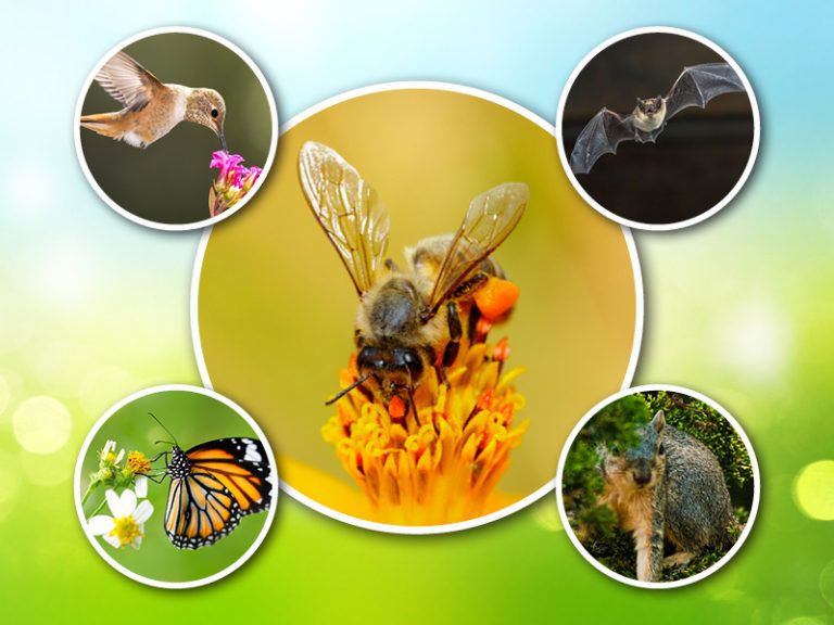 Collection of images including a hummingbird, bat, butterfly, bumble bee, and squirrel