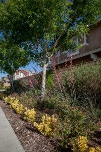 Many communities are choosing drought-friendly alternatives over turf for common area landscaping.