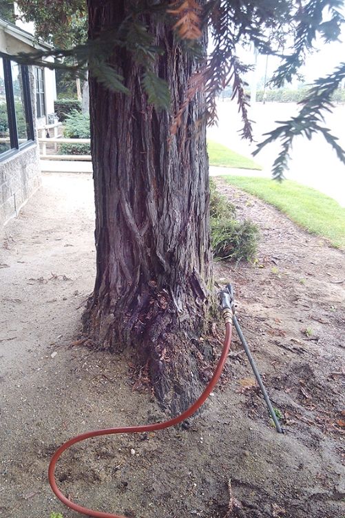 Pine tree with dead pine needles 