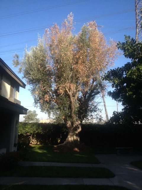 signs of disease on a tree