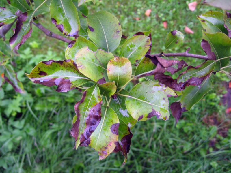 signs of disease on leaves