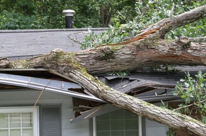 Fallen tree on top of house