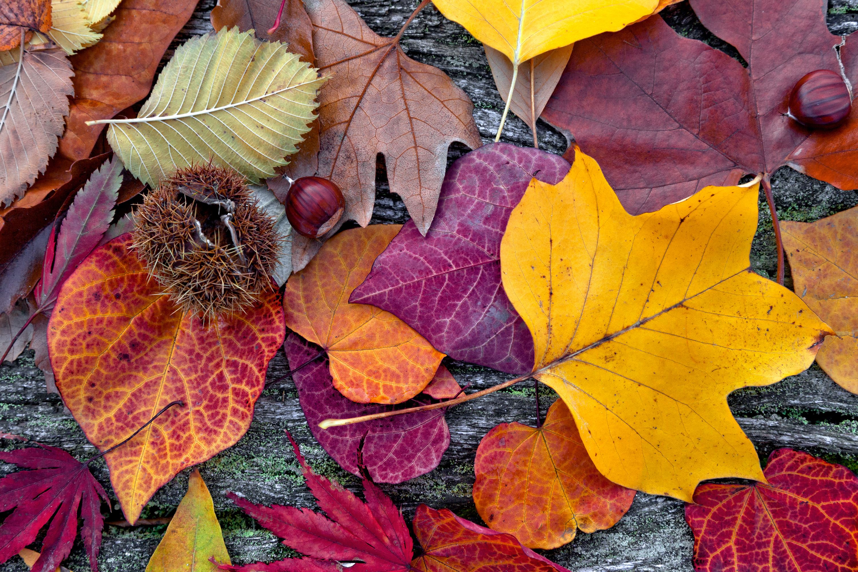 multi-colored fall leaves scattered on the ground