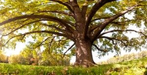 Giant oak tree