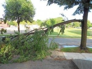 Fallen tree limb