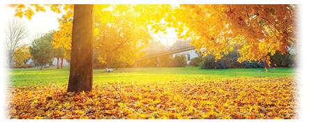 yellow leaves on a tree and on the ground below it