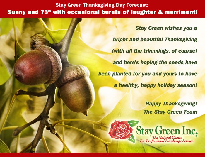 Stay Green wishes you a bright and beautiful Thanksgiving (with all the trimmings of course).