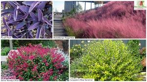 Four different types of drought tolerant plant
