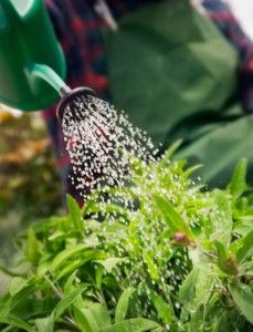 water coming from a watering can