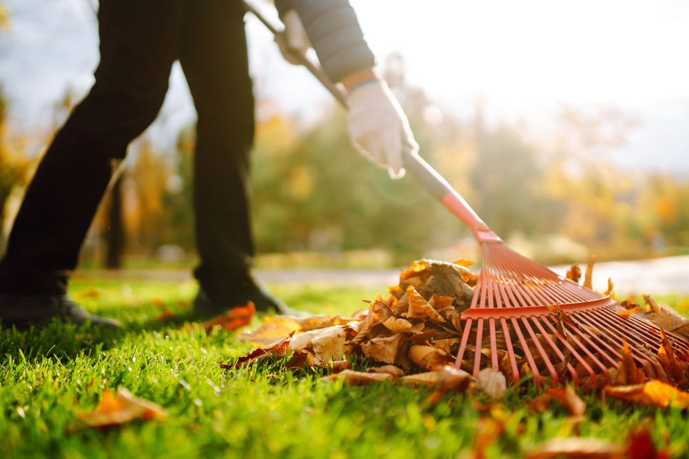 Man raking in leaves