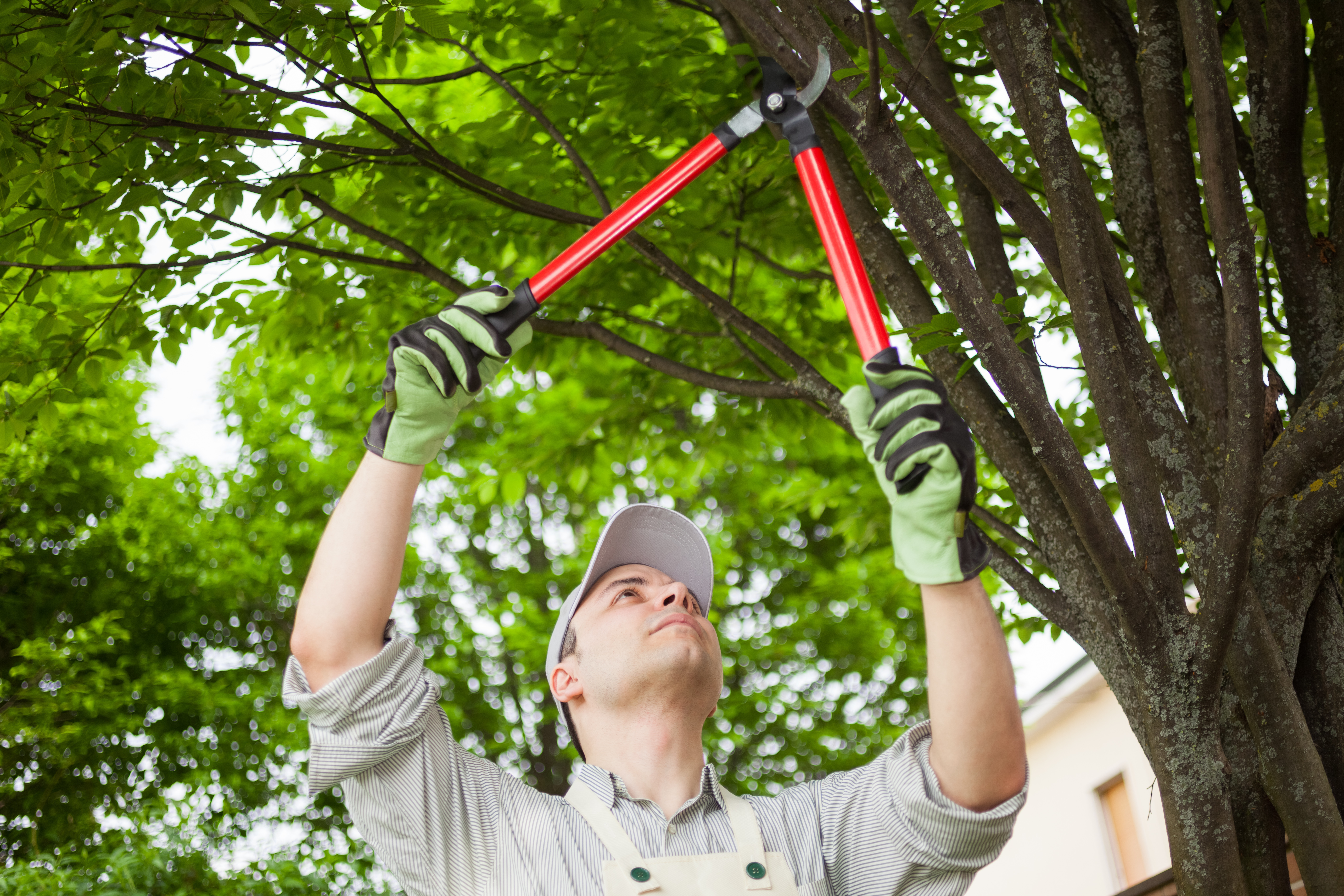 man trimming tree by hand