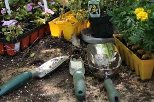 gardening trowels and plants