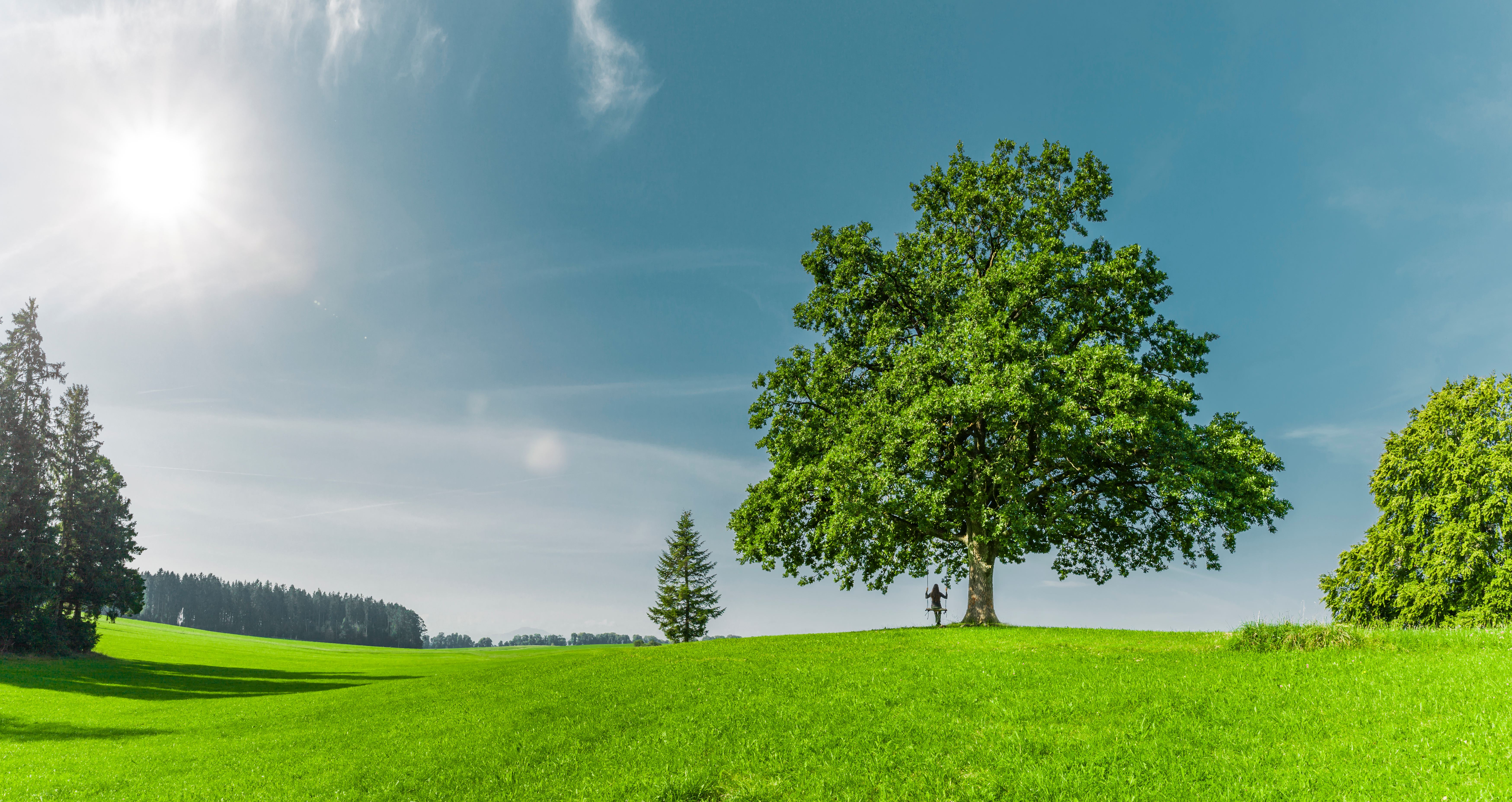 trees spaced out on landscape